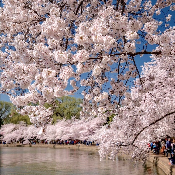 Meet your Posher, Rebecca - Picture 1 of 1